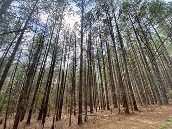 Low angle view of bamboo trees in forest