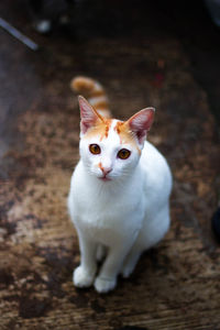 Portrait of cat sitting on floor