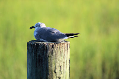 Bird perching on wooden post