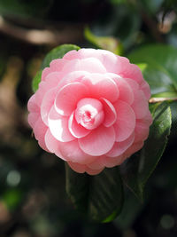 Close-up of pink rose blooming