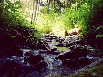 Stream flowing through forest