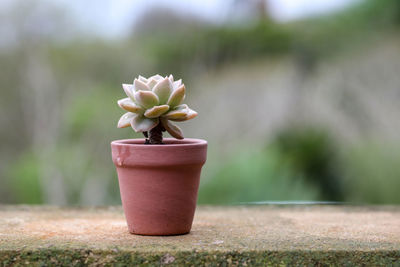 Close-up of small potted plant