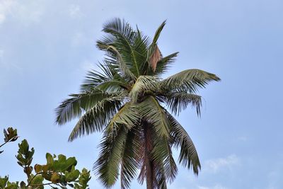 Low angle view of palm tree against sky