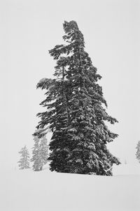 Tree against sky