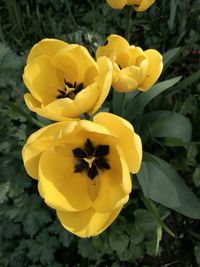 Close-up of yellow flowers blooming outdoors