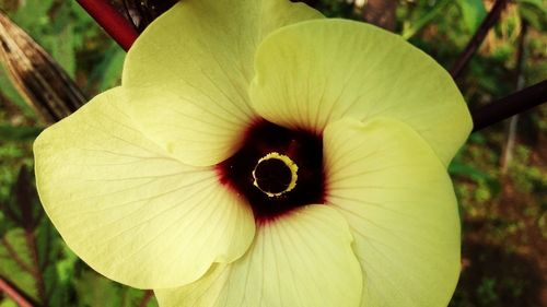 Close-up of white flowering plant