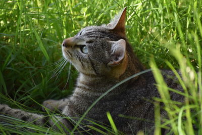 Close-up of a cat on grass