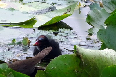 Close-up of duck swimming in lake