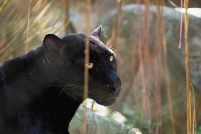 Close-up of a cat looking away