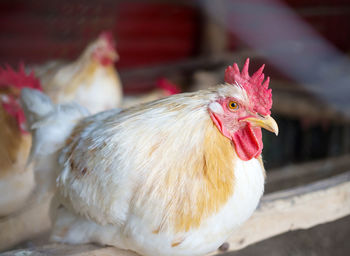 Close-up of rooster