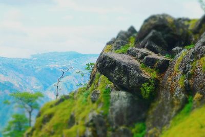 Close-up of moss on rock against sky