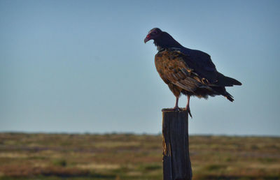 Vulture in the davis mountains of west texas