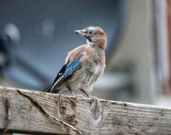 Close-up of bird perching on wood