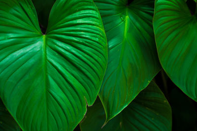 Close-up of fresh green plant