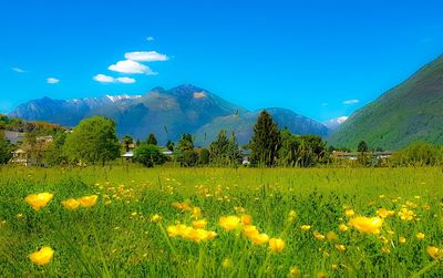 Scenic view of grassy field and mountains against blue sky