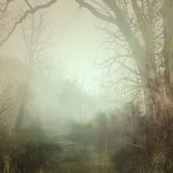 Trees in foggy weather