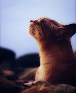 Close-up of cat