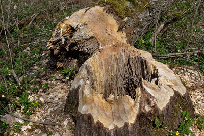 Close-up of tree trunk on field