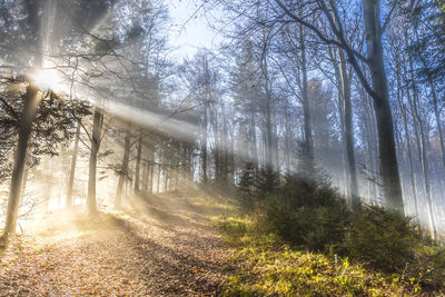 Sunlight streaming through trees in forest