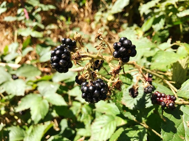 Closeup of blackberries growing on plant ID 111867980