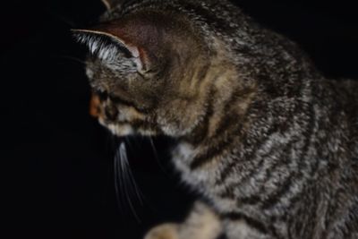 Close-up of a cat against black background