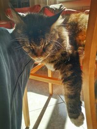 Cat looking away