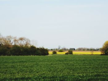 Scenic view of agricultural field against clear sky