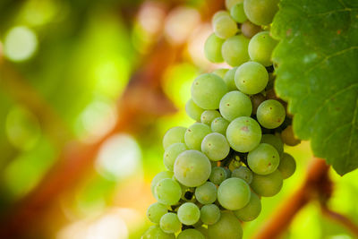 Close-up of grapes growing in vineyard