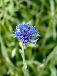 Close-up of purple flowering plant