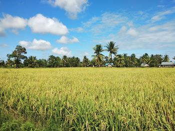 Scenic view of agricultural field against sky