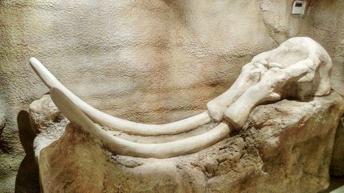 Close-up of statue