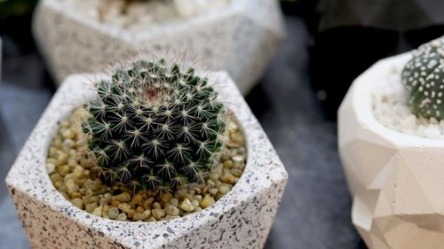 Close-up of succulent plant