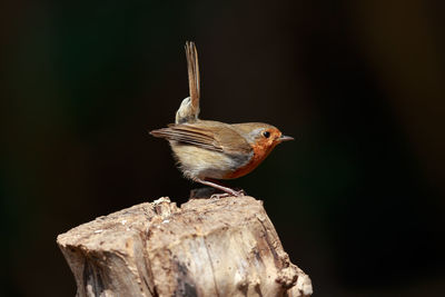 Close-up of robin perching on wooden post