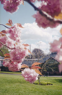 Pink flowers blooming on tree