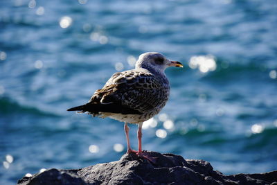 Close-up of seagull perching on rock by sea