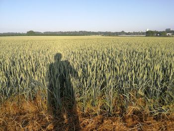 Scenic view of agricultural field against clear sky