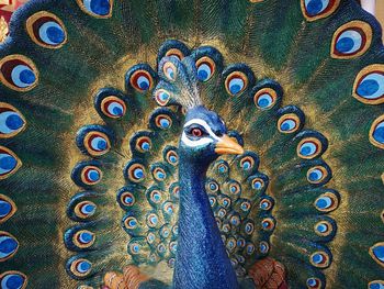 Close-up of peacock