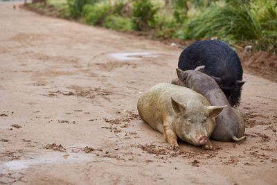 Pigs with piglet on sand