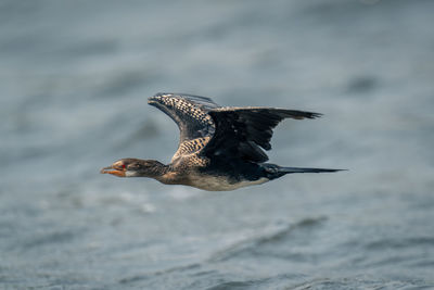 Close-up of bird flying over lake