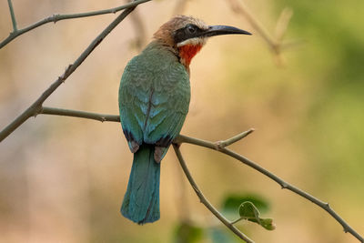 Close-up of bird perching on branch