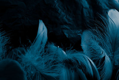 Close-up of feather against black background