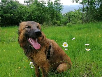 View of dog on field