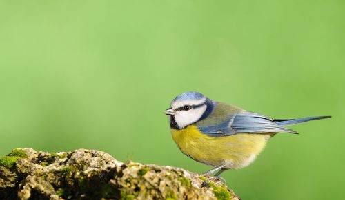 Close-up of bird perching