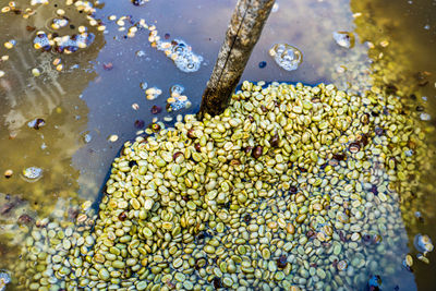 High angle view of berries in water