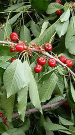 Close-up of red berries growing on tree