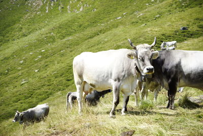 Cows grazing in a field