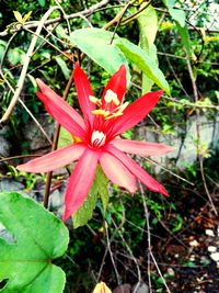 Close-up of red flower blooming outdoors