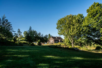 Trees and houses against clear blue sky