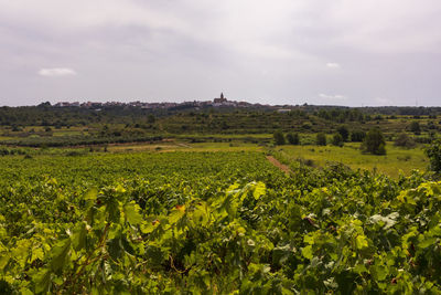 Scenic view of agricultural field against sky