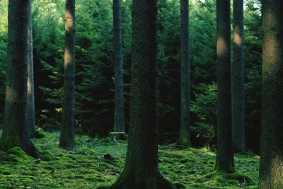 Trees in forest
